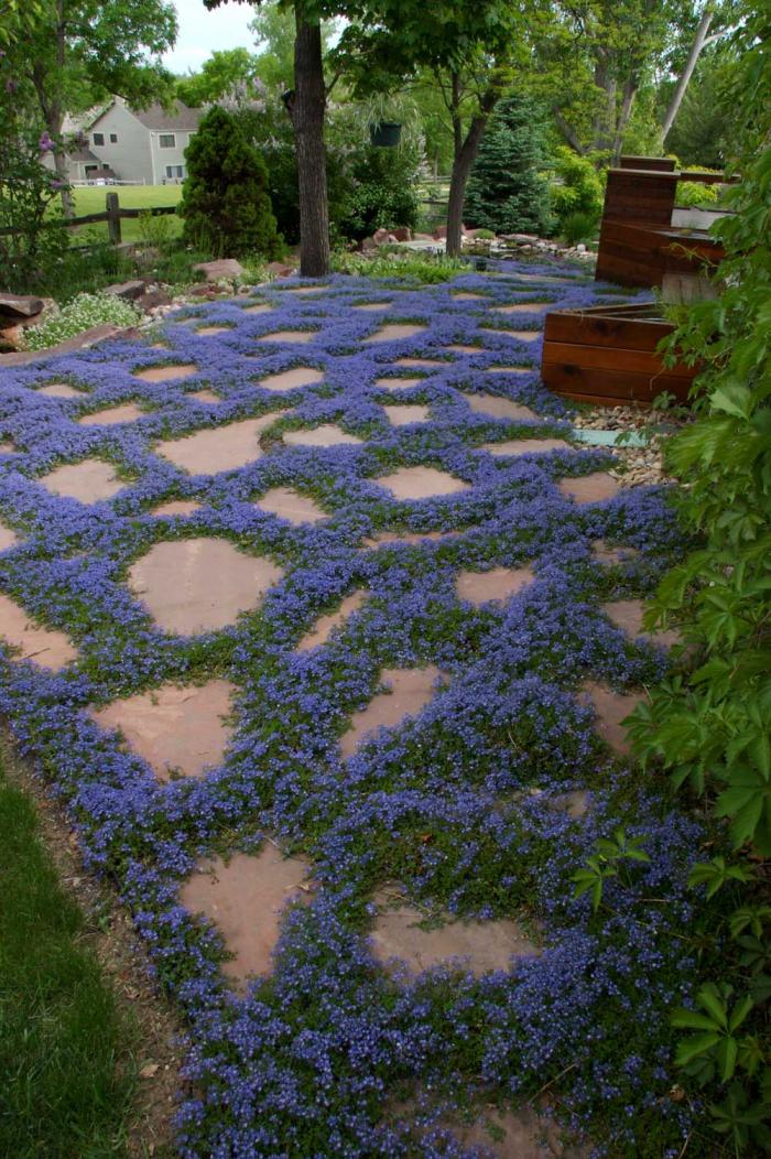 蓝色的花生长在庭院的石板之间。