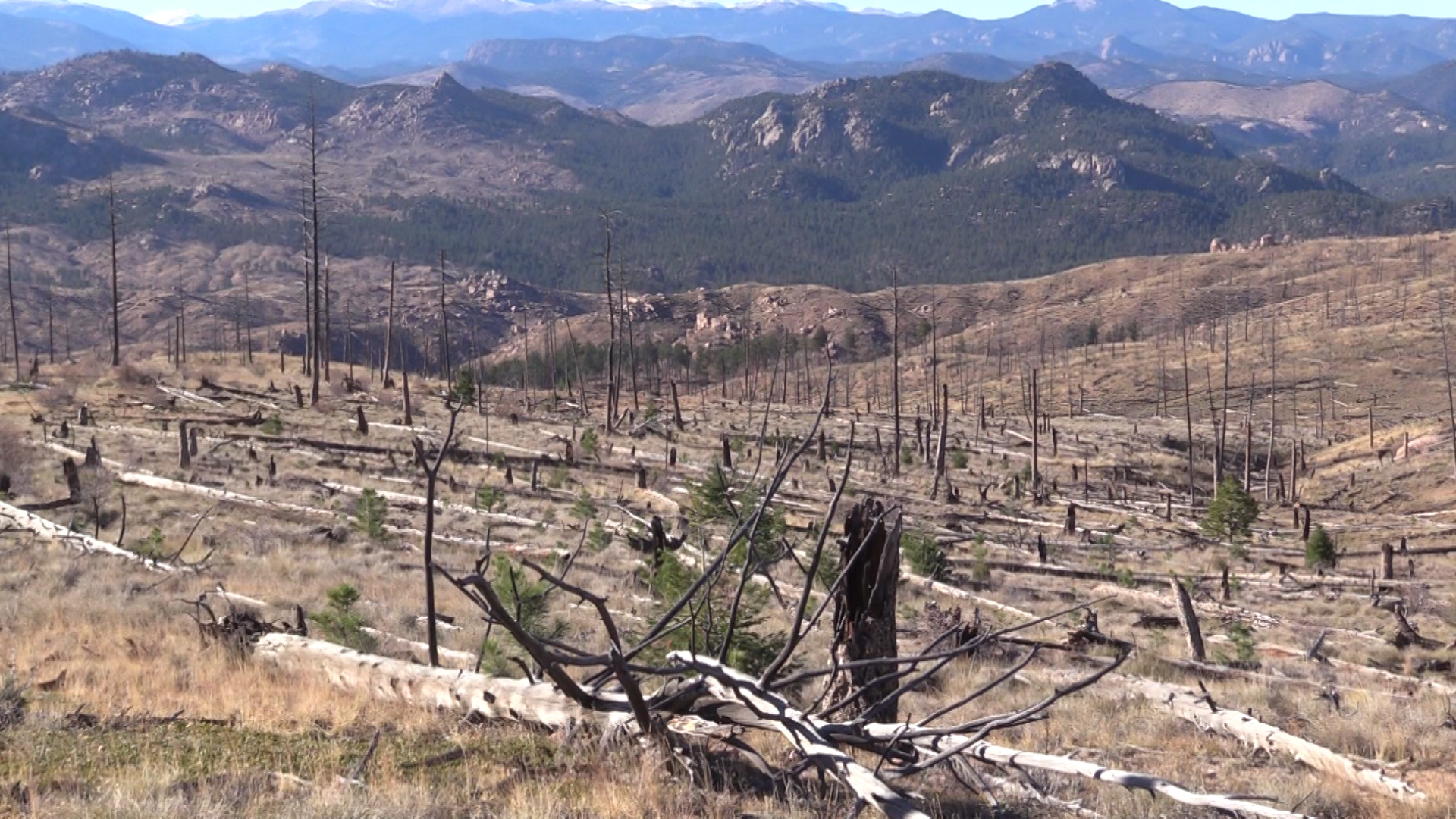 烧毁地区已经种植了超过800,000棵树，作为从森林到龙头的一部分。