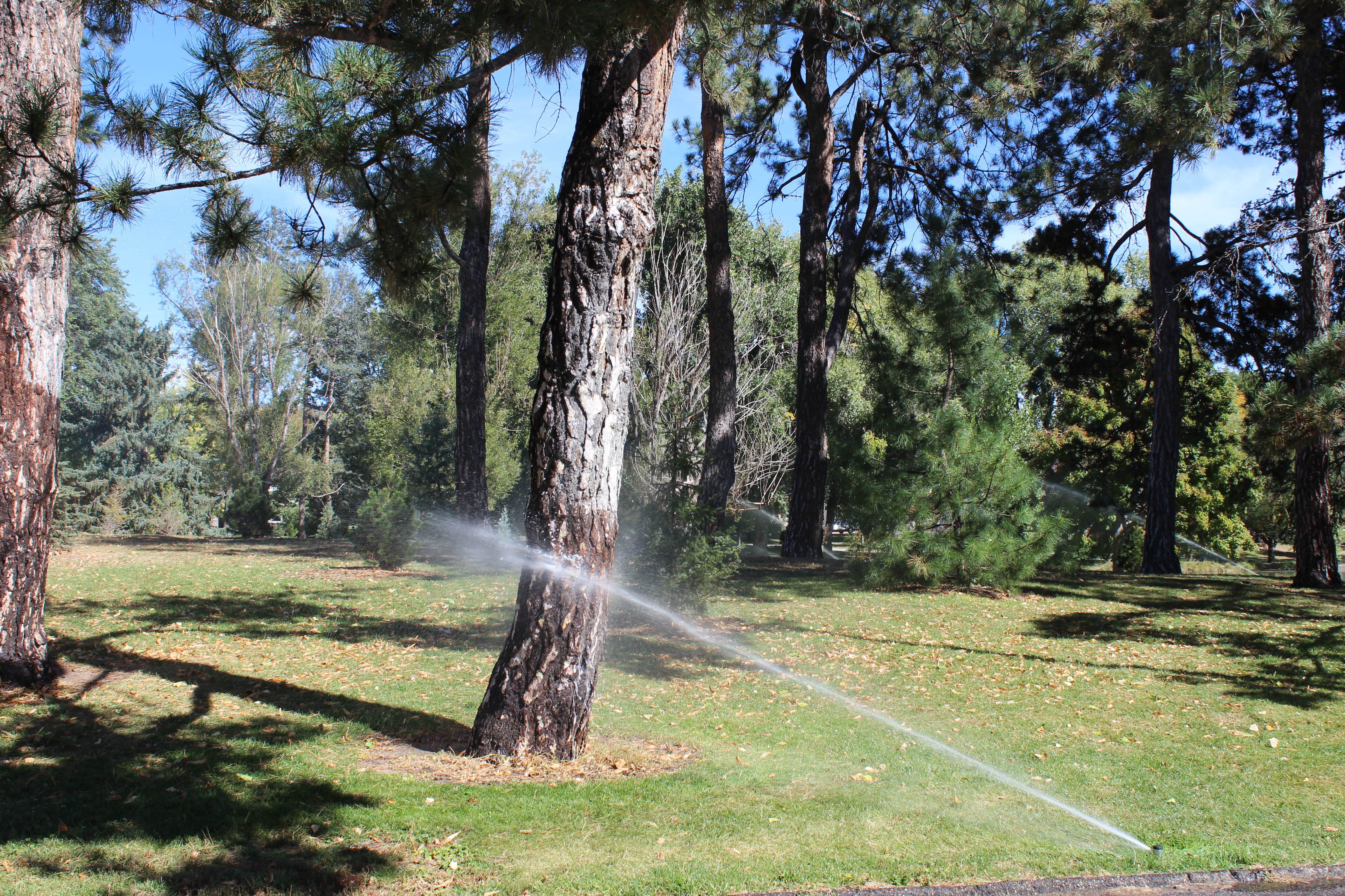 在华盛顿公园给树浇水